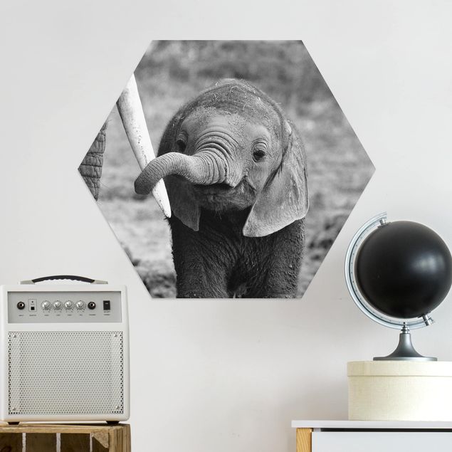 Cuadros elefantes Baby Elephant