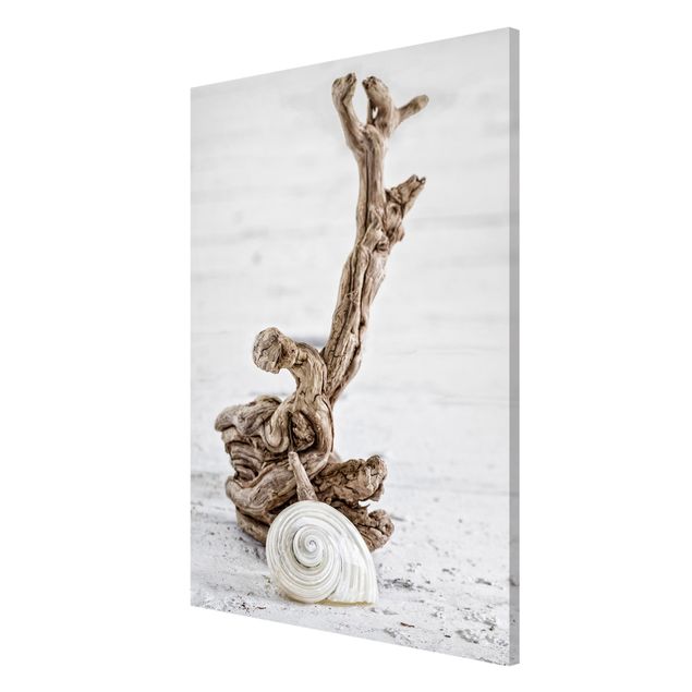 Cuadros de playa y mar White Snail Shell And Root Wood