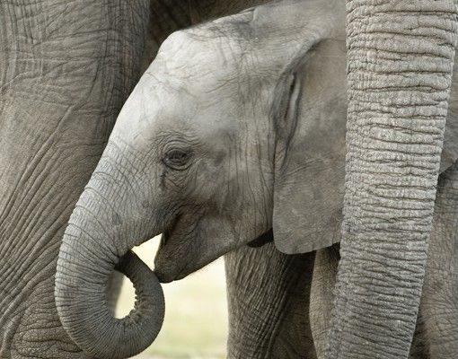 Láminas adhesivas Elephant Love