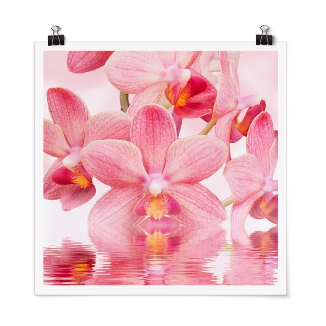 Póster flores Light Pink Orchid On Water