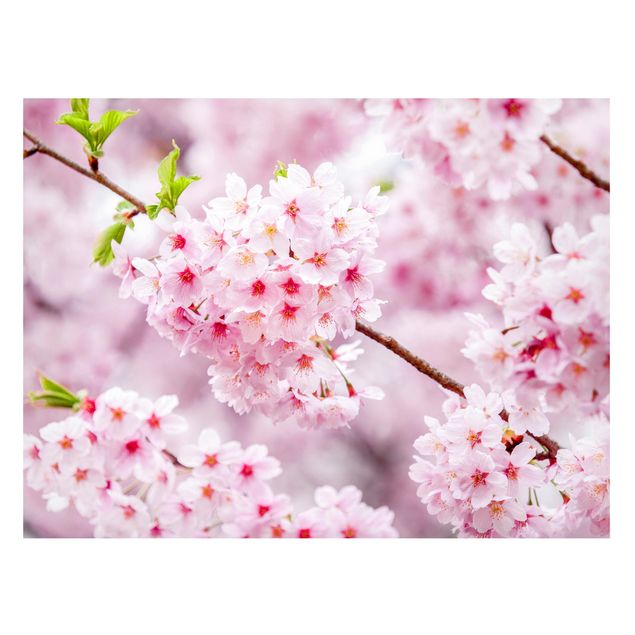 Decoración de cocinas Japanese Cherry Blossoms