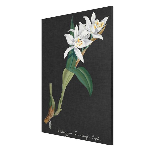 Tableros magnéticos flores White Orchid On Linen II