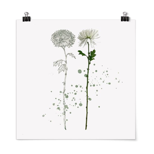 Lámina de flores Botanical Watercolour - Dandelion