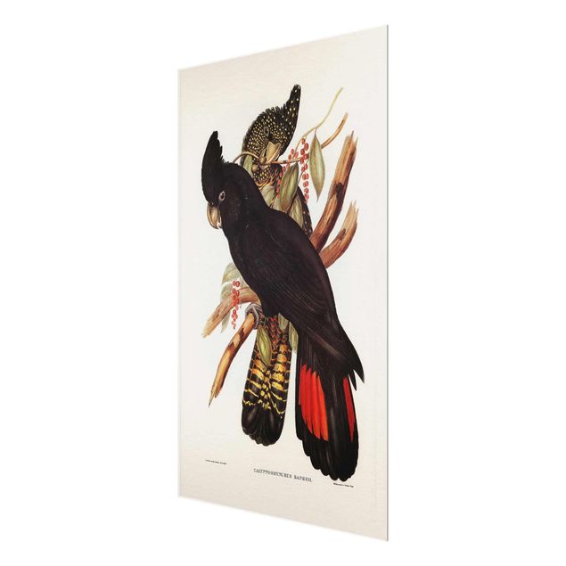 Cuadros modernos Vintage Illustration Black Cockatoo Black Gold