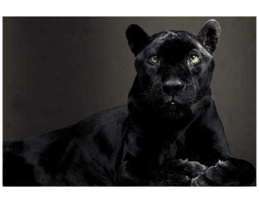 Vinilos para cristales animales Black Puma