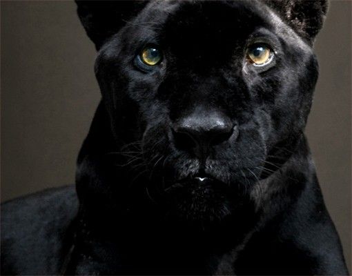 Láminas de vinilo Black Puma