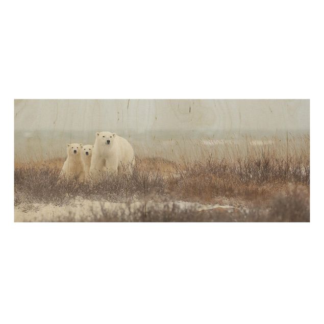 Cuadros modernos Polar Bear And Her Cubs