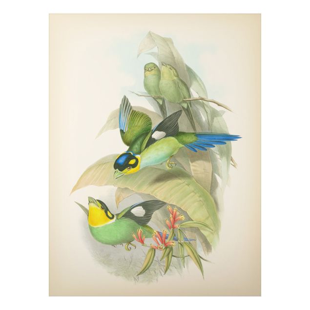 Cuadros plantas Vintage Illustration Tropical Birds