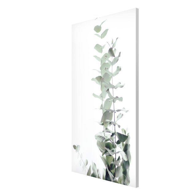 Cuadros plantas Eucalyptus In White Light