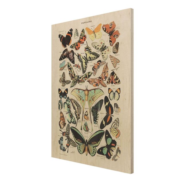 Cuadros Vintage Board Butterflies And Moths