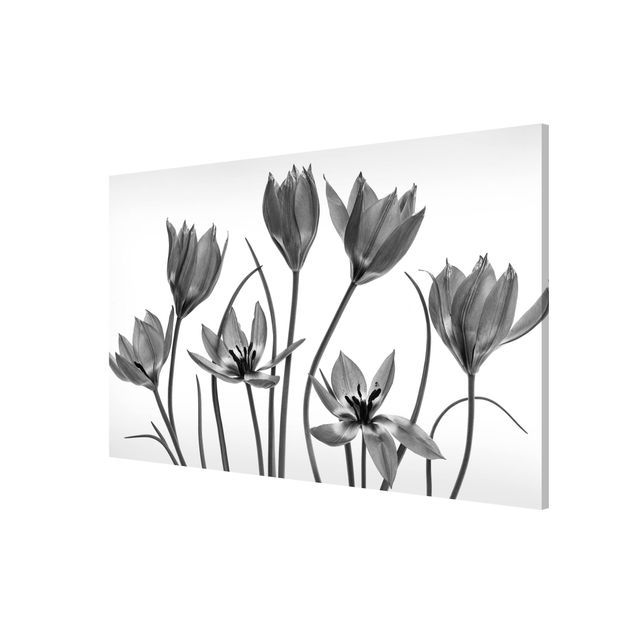 Cuadros de plantas Seven Tulips Black And White
