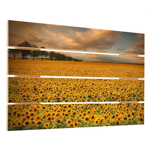 Cuadros en madera Field With Sunflowers
