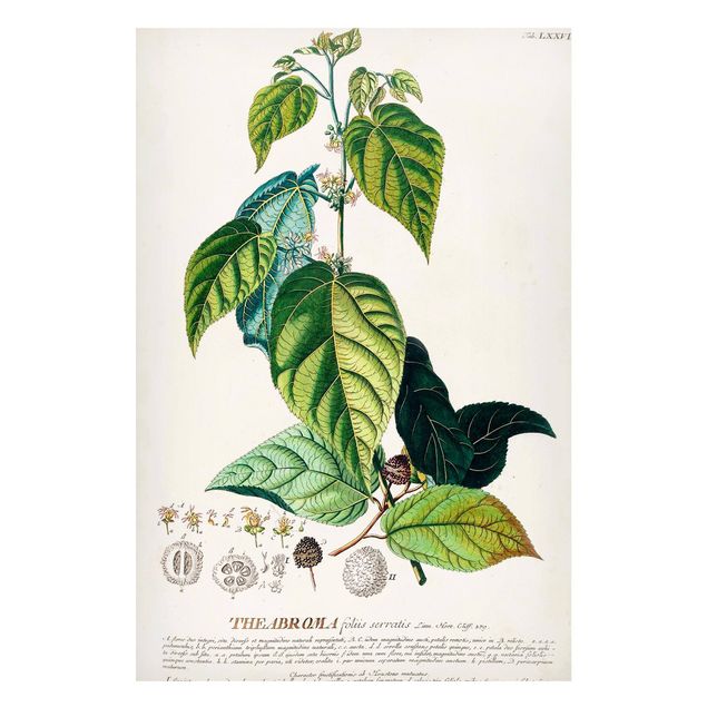 Tableros magnéticos flores Vintage Botanical Illustration Cocoa
