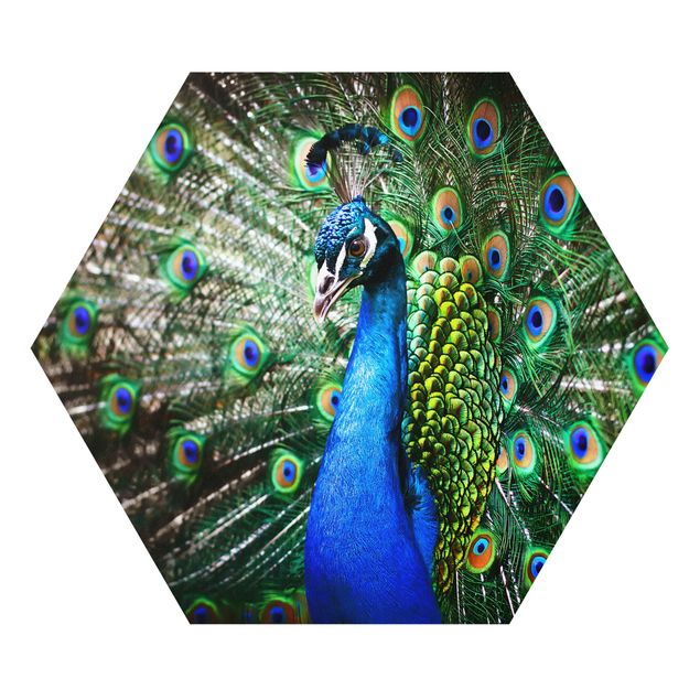Cuadros azules Noble Peacock