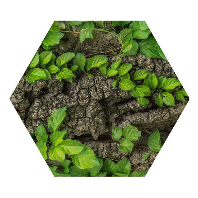 Cuadros hexagonales Ivy Tendrils Tree Bark