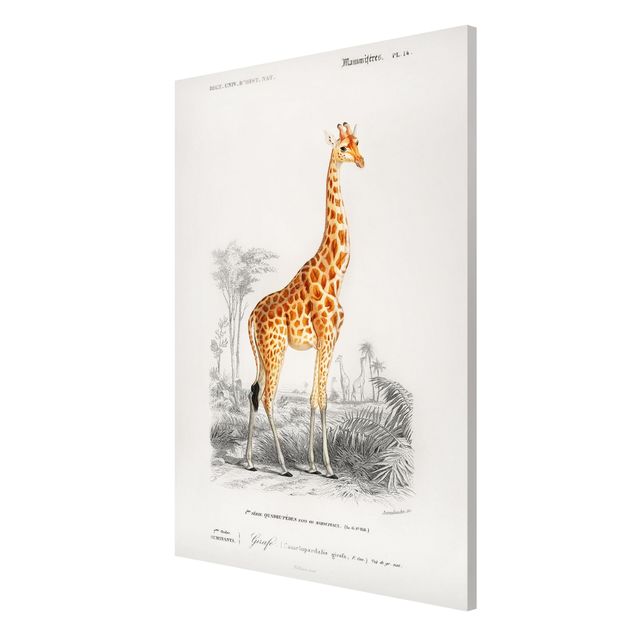 Tableros magnéticos animales Vintage Board Giraffe