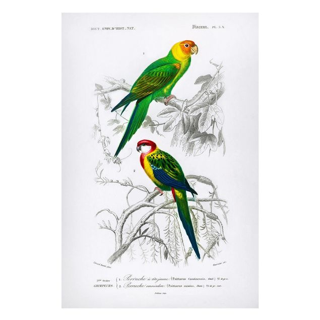 Tableros magnéticos flores Vintage Wall Chart Two Parrots Green Red