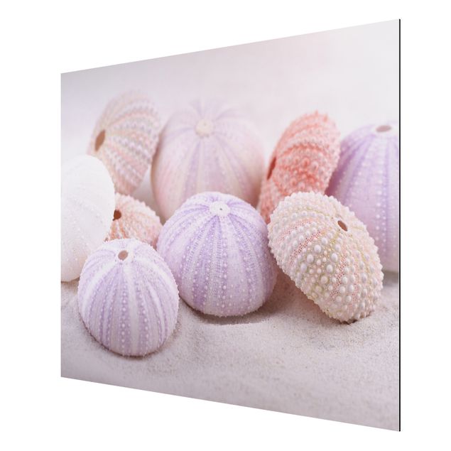 Cuadros decorativos modernos Sea Urchin In Pastel