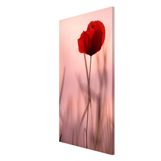 Tableros magnéticos flores Poppy Flower In Twilight