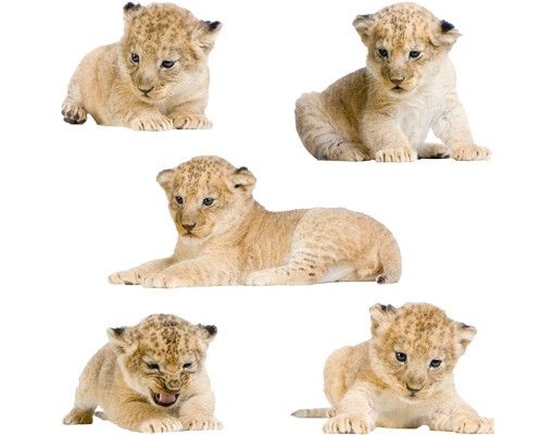Vinilos de animales No.647 Lion Babies Set