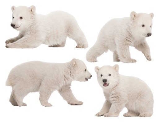 Vinilos pared animales No.642 Polar Bear Brothers