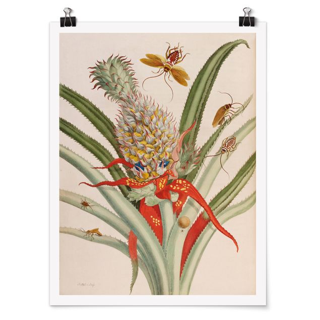 Láminas flores Anna Maria Sibylla Merian - Pineapple With Insects