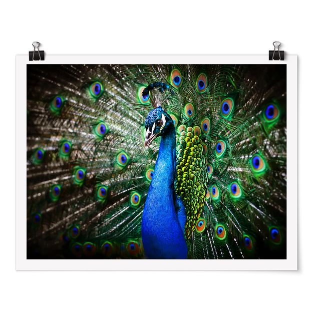Cuadros modernos Noble Peacock