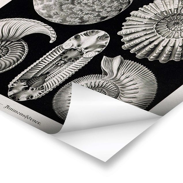 Pósters Vintage Board Fossils Black And White