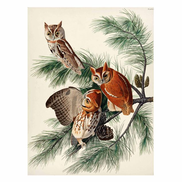 Cuadros árboles Vintage Board Screech Owl
