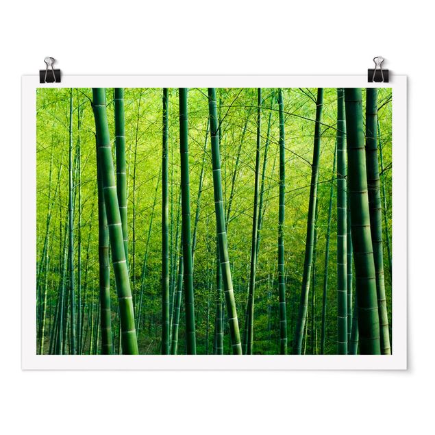 Cuadros de paisajes naturales  Bamboo Forest