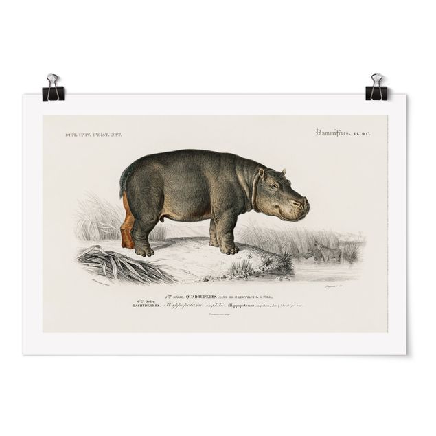 Póster de paisajes Vintage Board Hippo