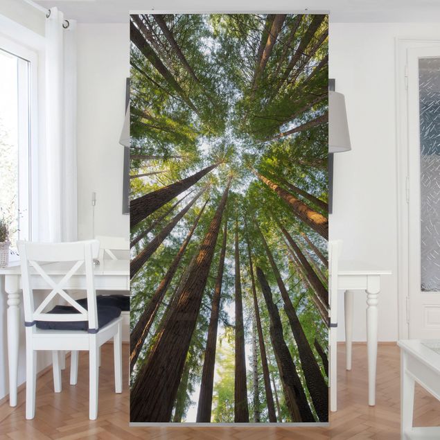 Cuadros Mirau Sequoia Tree Tops