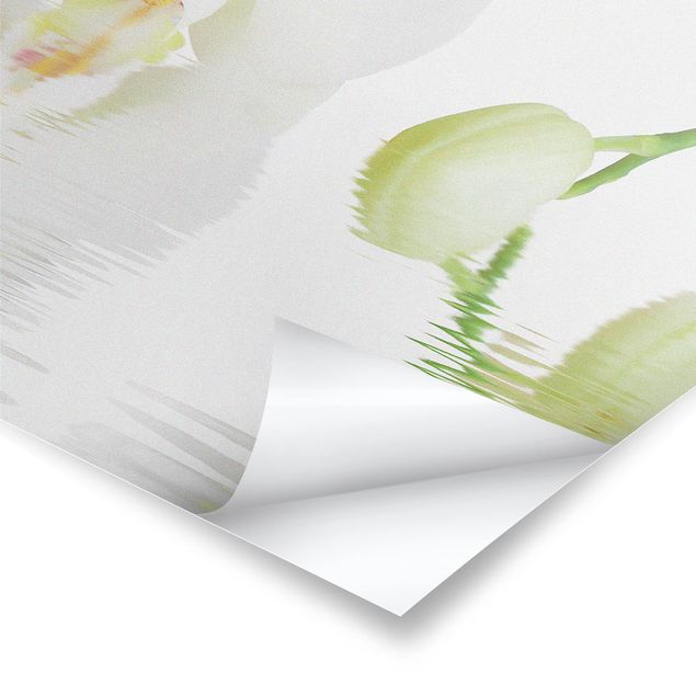 Láminas decorativas Spa Orchid - White Orchid