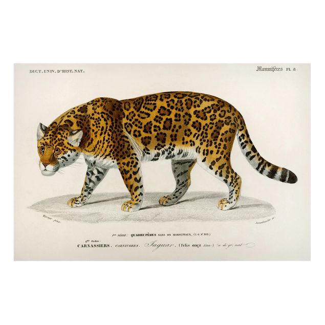 Cuadro con gato Vintage Board Jaguar