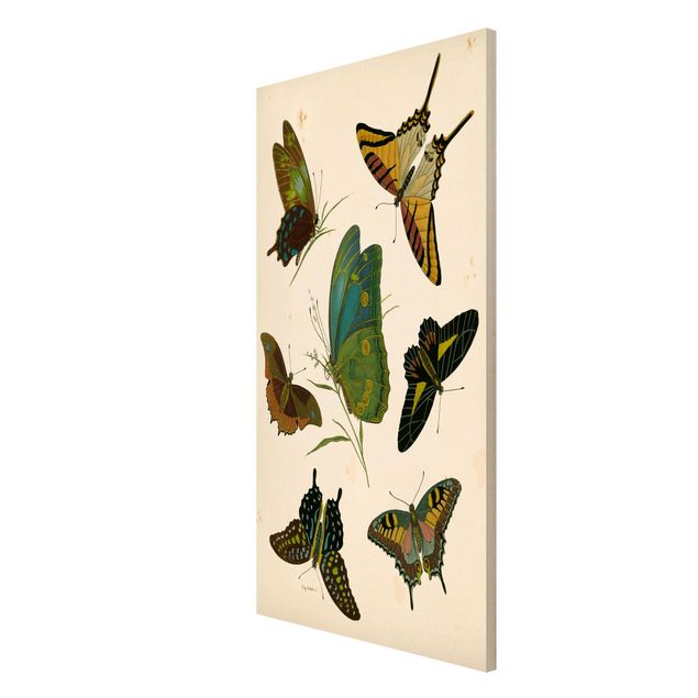Tableros magnéticos animales Vintage Illustration Exotic Butterflies