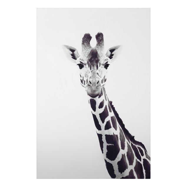 Cuadros jirafas Giraffe Portrait In Black And White
