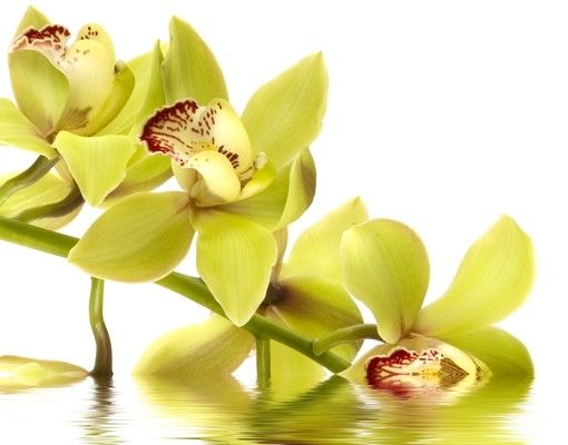 Buzones originales Elegant Orchid Waters