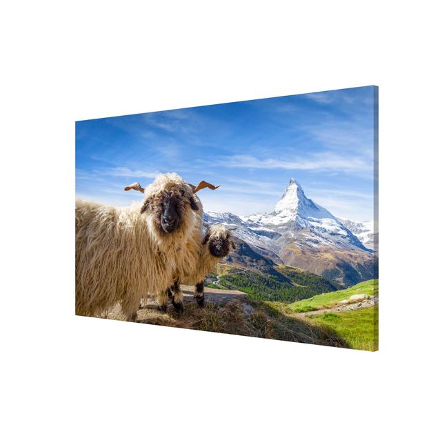 Cuadros montañas Blacknose Sheep Of Zermatt
