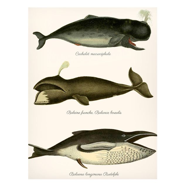 Cuadros de peces Three Vintage Whales