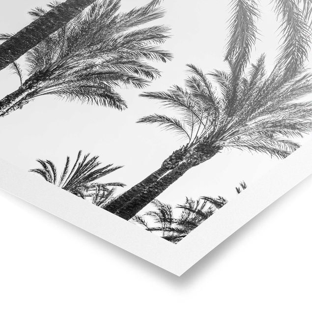 Cuadros plantas Palm Trees At Sunset Black And White