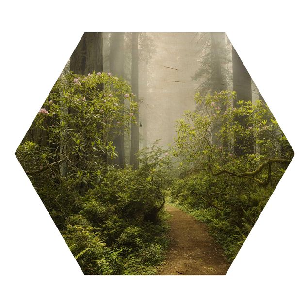 Cuadros Misty Forest Path