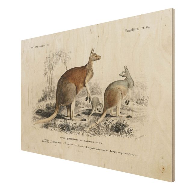 Cuadros modernos Vintage Board Kangaroo