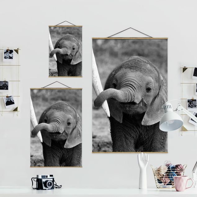 Cuadros decorativos Baby Elephant