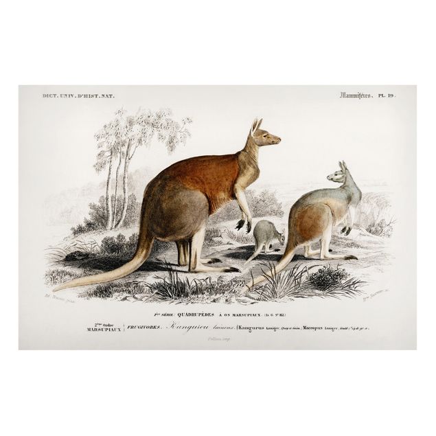 Decoración de cocinas Vintage Board Kangaroo