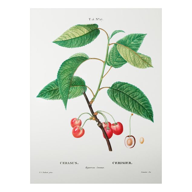 Cuadros de frutas Botany Vintage Illustration Red Cherries