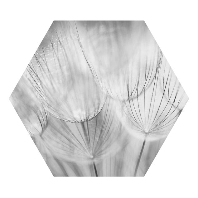 Cuadros modernos blanco y negro Dandelions Macro Shot In Black And White