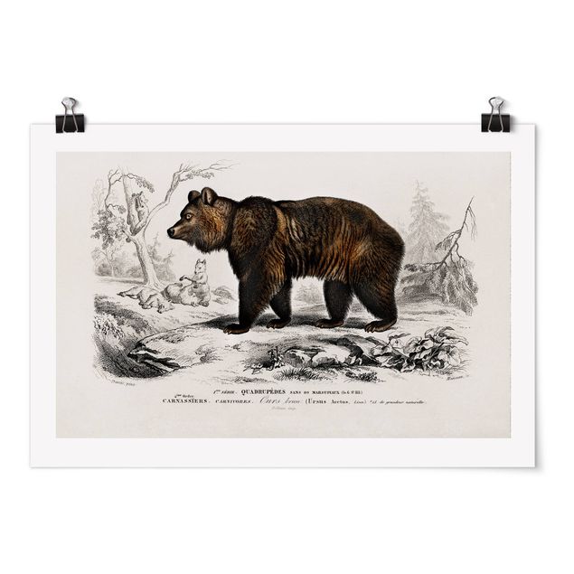 Póster de animales Vintage Board Brown Bear