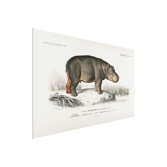 Cuadros de cristal paisajes Vintage Board Hippo