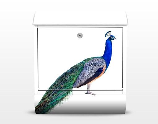 Bezón multicolor Peacock