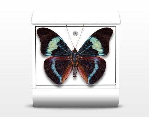 Bezón multicolor Lepidoptera